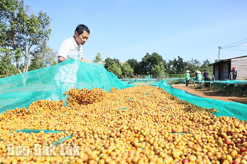 Cà phê Buôn Ma Thuột: Danh tiếng từ trăm năm trước
