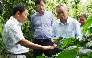 TP Buôn Ma Thuột: Phát triển nền nông nghiệp đô thị, sinh thái, du lịch